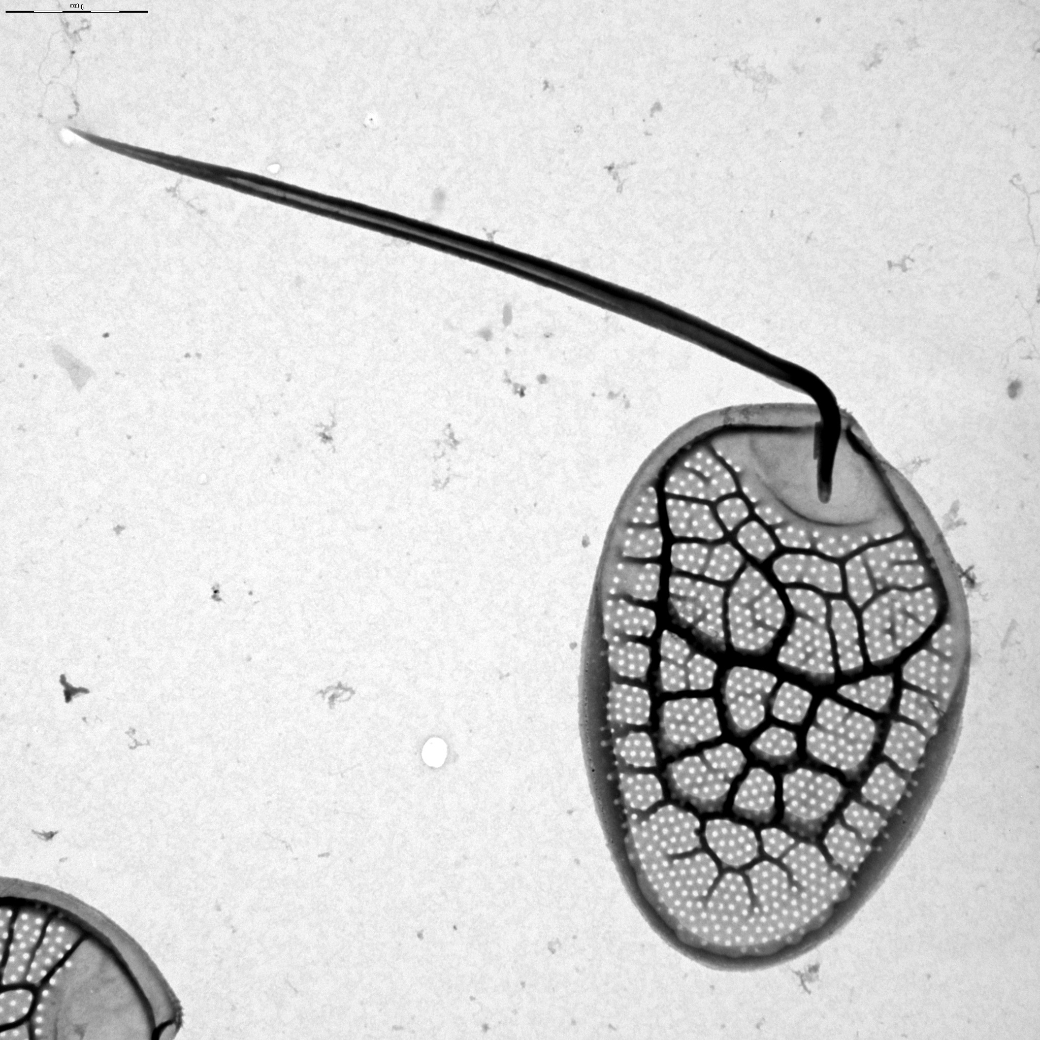 Mallomonas heterospina | Silica-scaled chrysophytes of Europe